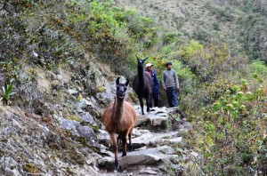 Walking with Llamas